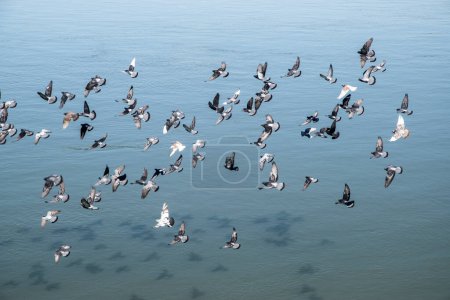 Foto de Manada de palomas volando sobre la superficie del río - Imagen libre de derechos