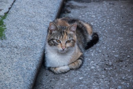 Adorable tortoiseshell callejero gato en calle acera primer plano