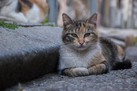 Adorable tortoiseshell callejero gato en calle acera primer plano