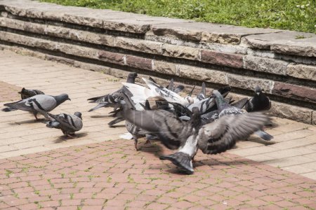 Schwarm urbaner grauer Wildtauben füttert sich in Großaufnahme im Stadtpark