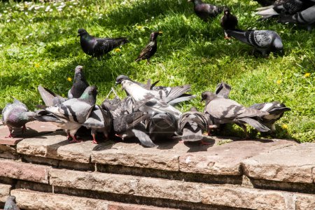 Manada de palomas salvajes grises urbanas alimentándose en primer plano del parque de la ciudad