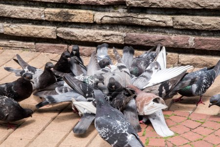 Schwarm urbaner grauer Wildtauben füttert sich in Großaufnahme im Stadtpark