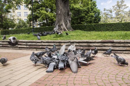Flock of urban grey feral pigeons feeding in city park closeup