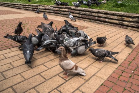 Troupeau de pigeons sauvages gris urbains se nourrissant dans le parc municipal gros plan