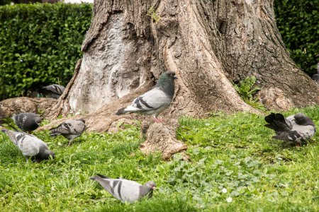 Flock of urban grey feral pigeons feeding in city park closeup