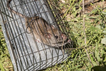 Téléchargez les photos : Rat brun dans un piège à souris sur l'herbe verte dans le jardin - en image libre de droit