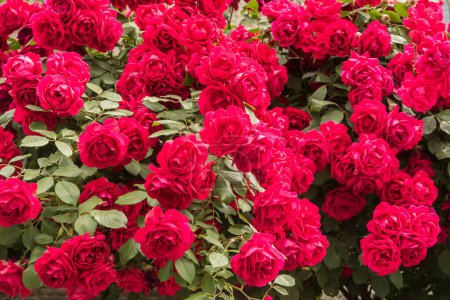 Multiflora rose (Rosa Paul's Scarlet Climber) gros plan comme fond floral