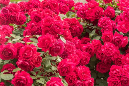 Multiflora rose (Rosa Paul 's Scarlet Climber) primer plano como fondo floral