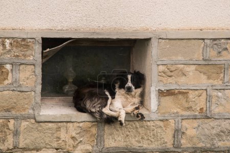 Dorfhund liegt vor Fenster von Landhaus
