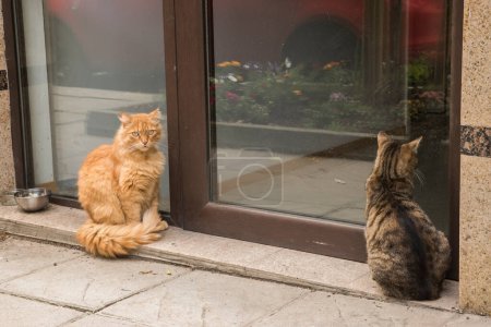 Adorables gatos callejeros esperando comida en la puerta principal del edificio de oficinas