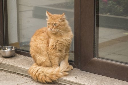 Entzückende Straßenkatze wartet vor der Haustür eines Bürogebäudes auf Futter