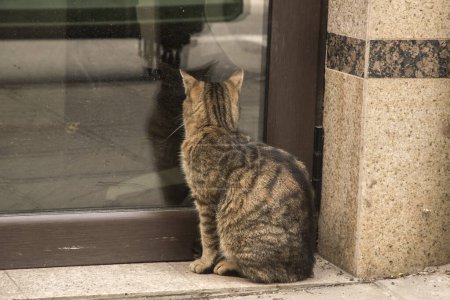 Adorable chat tabby de rue en attente de nourriture à la porte d'entrée de l'immeuble de bureaux