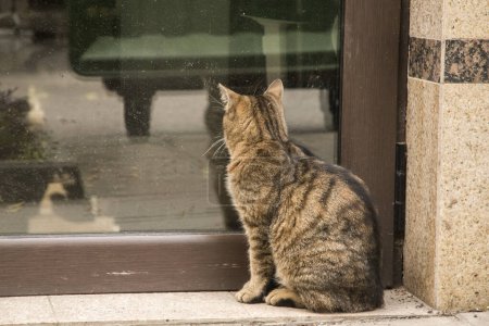 Adorable street tabby cat waiting for food at office building front door