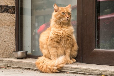 Entzückende Straßenkatze wartet vor der Haustür eines Bürogebäudes auf Futter