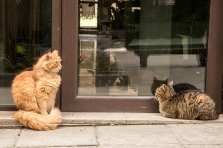 Adorables gatos callejeros esperando comida en la puerta principal del edificio de oficinas