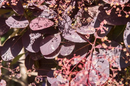 Rauchbusch (Cotinus) rote Blätter Nahaufnahme als blumiger Hintergrund