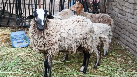 Granero con ovejas en una antigua granja en los Andes de Perú, América del Sur. Imágenes de vídeo 4K