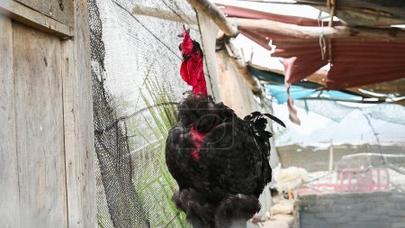 Carioco rooster, raised in the hen house of a farm