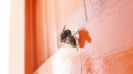 A pair of house flies copulate on a wooden door, macro view. A pair of flies is mating, up close. Insect reproduction outdoors.