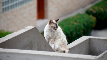 Blick auf die Fassade eines Mehrfamilienhauses. Weiße Katze sitzt auf dem Balkon