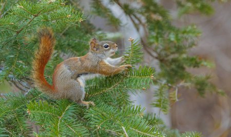 Téléchargez les photos : Écureuil roux sur l'arbre dans le parc en hiver - en image libre de droit