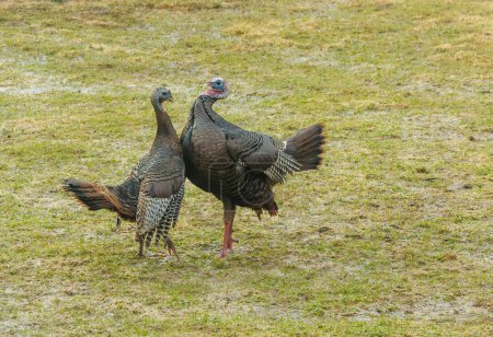 Photo for Wild turkey fighting  on the grass - Royalty Free Image