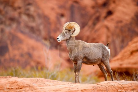 Téléchargez les photos : Mouflons du désert dans le canyon utah - en image libre de droit