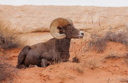 Foto de Una oveja de cuerno grande en el gran parque nacional del cañón, en arizona, en una tarde de verano en el norte de arizona, estados unidos. - Imagen libre de derechos