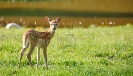 Photo for White tailed fawn deer in the wild - Royalty Free Image