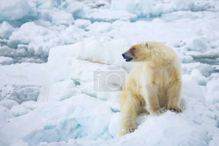 Photo for Polar bear ( ursus mus mus ) on the snow in the spitsbergen island, svalbard, svalbard, norway - Royalty Free Image