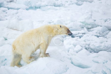 Téléchargez les photos : Ours polaire sur la banquise - en image libre de droit