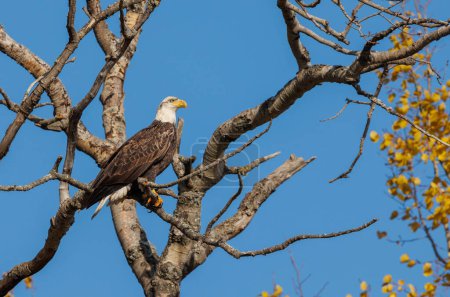 Foto de Águila calva en la naturaleza - Imagen libre de derechos