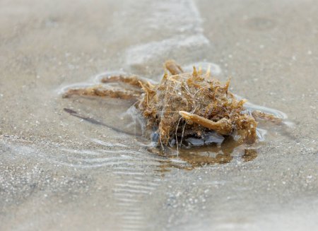 Téléchargez les photos : Gros plan d'un crabe sur la plage. - en image libre de droit