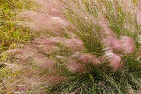 Foto de Primer plano de hierba rosa en el campo al atardecer - Imagen libre de derechos
