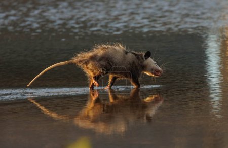 Téléchargez les photos : Opossum sauvage dans l'habitat naturel, gros plan - en image libre de droit