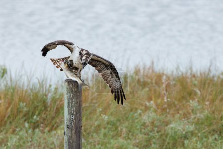 Photo for Osprey  perched on a pole in a lake with fish - Royalty Free Image