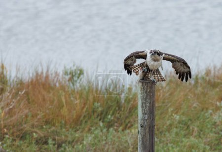 Foto de Vista de cerca de una hermosa águila pescadora - Imagen libre de derechos