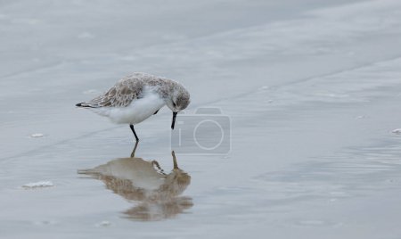 Foto de Un tiro superficial de un hermoso pájaro en la superficie del agua en una playa - Imagen libre de derechos