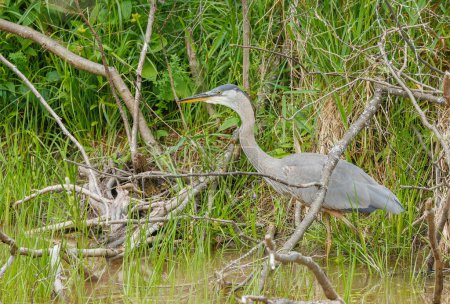 Photo for Grey heron in the natural habitat in the danube delta in romania - Royalty Free Image