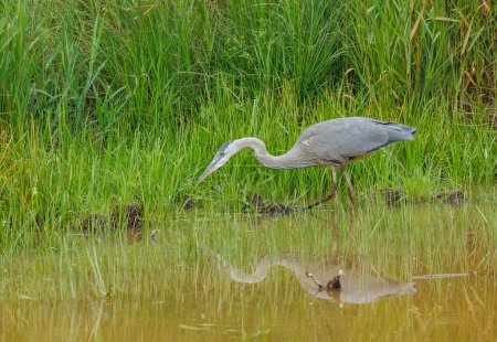 Photo for Great heron in a swamp - Royalty Free Image