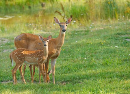 Photo for White tailed fawn twins with doe - Royalty Free Image