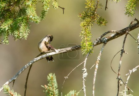 Téléchargez les photos : Colibri à gorge rubis sur l'arbre - en image libre de droit