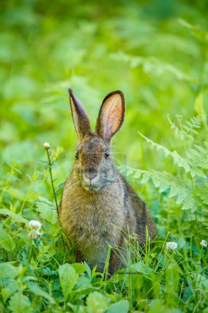 Photo for Cute rabbit sitting on green grass in summer garden - Royalty Free Image