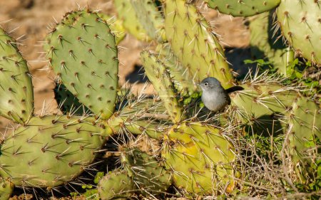 Foto de Un primer plano de un pájaro sentado en la planta de cactus - Imagen libre de derechos