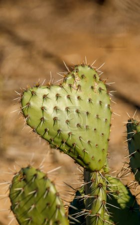 Photo for Heart shaped cactus in desert - Royalty Free Image