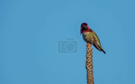 Photo for Costa's hummingbird perched on tree trunk - Royalty Free Image
