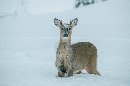 Téléchargez les photos : Cerf de Virginie dans la forêt enneigée - en image libre de droit