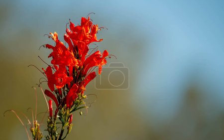 Foto de Flores rojas en el jardín - Imagen libre de derechos