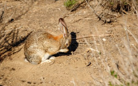 wild rabbit in desert brush
