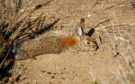 wild rabbit in desert brush